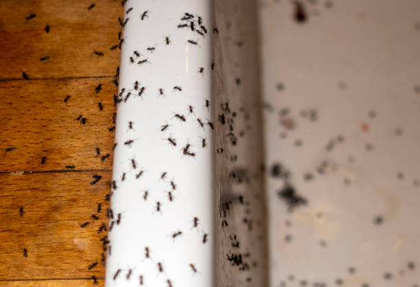 Best Ant Control Services  in Fanning Springs, FL